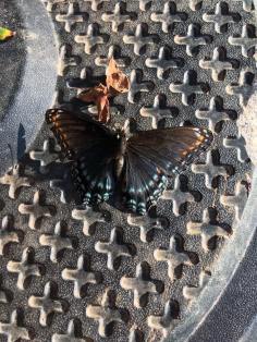 42319744_10217587993199845_5247279781677891584_n