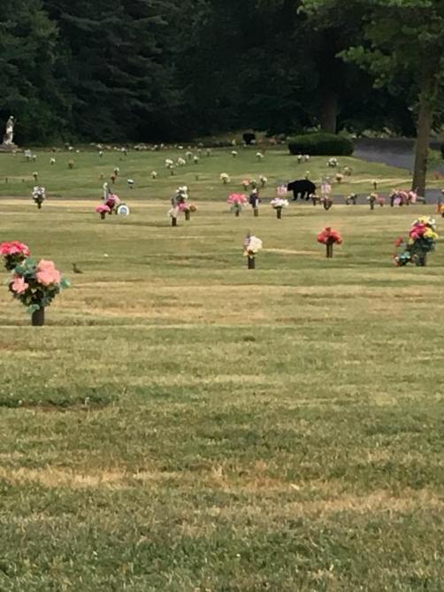 37388551_10217070502102891_5414364201449684992_n