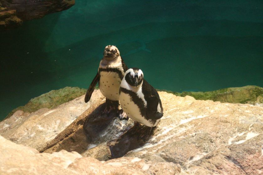 980025_10201696127353131_616607450_o