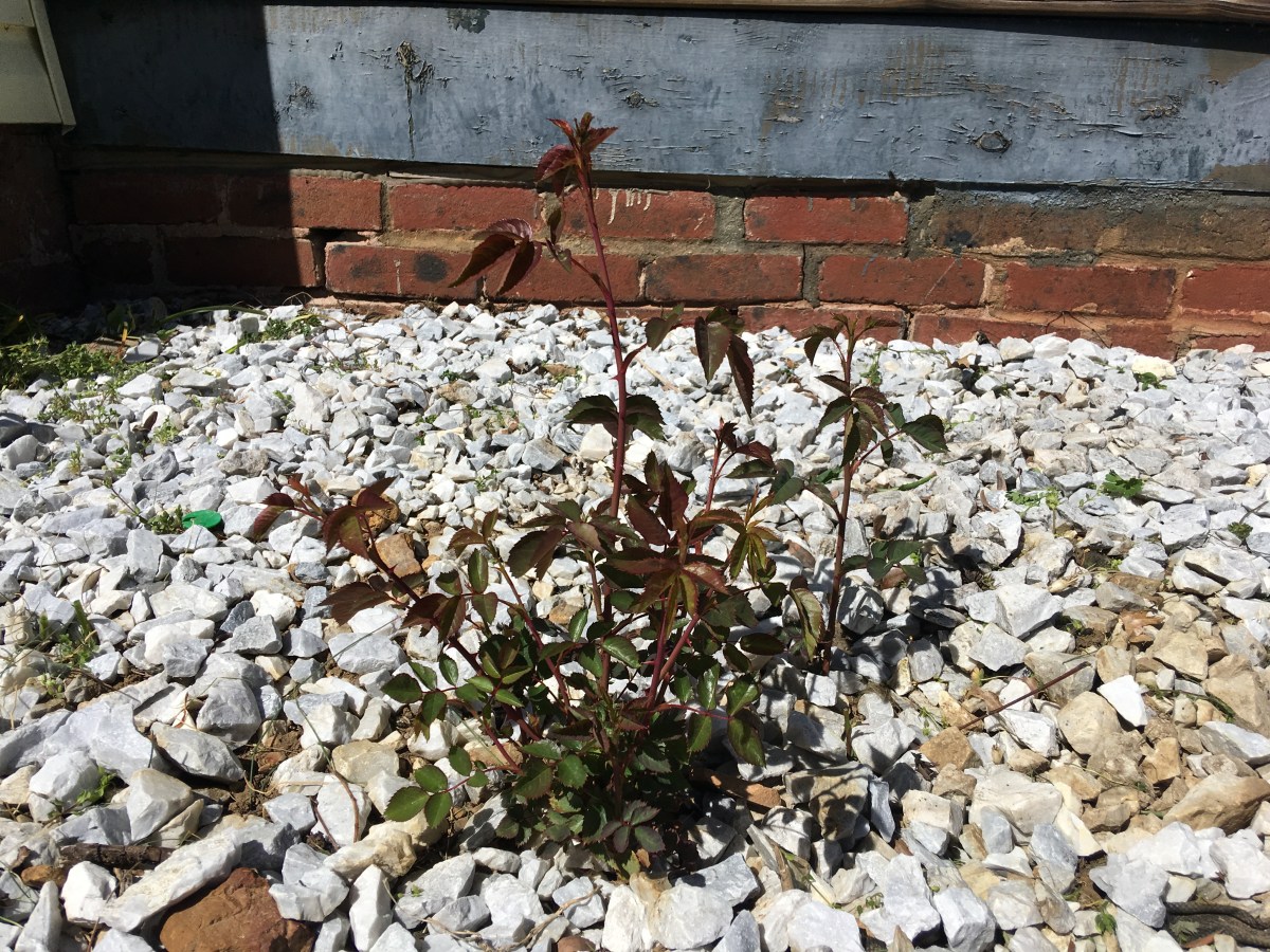 Embracing the Rosebush